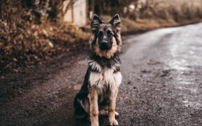 Výhody použití konopných gelů a mastí VETERCANN na zvířatech