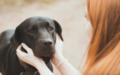 Naděje pro ochrnutá zvířata jménem Physiodog